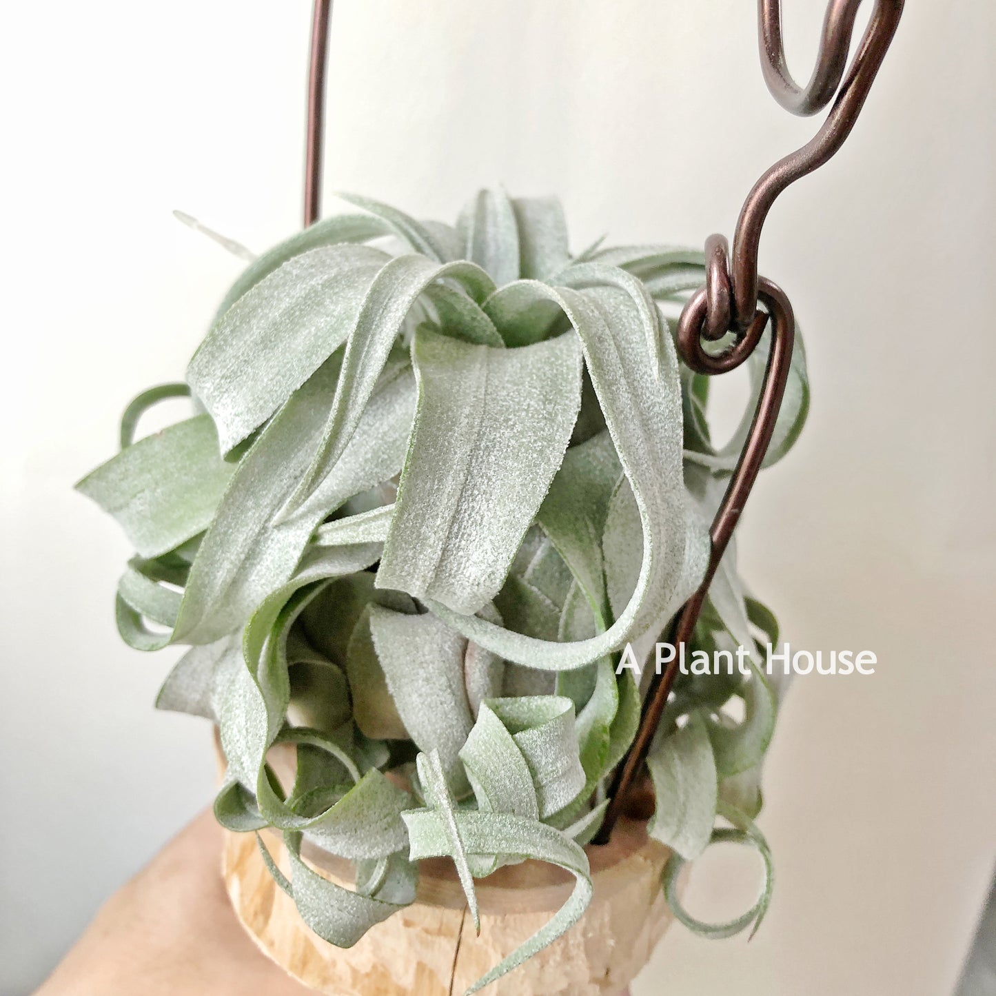 Tillandsia Streptophylla