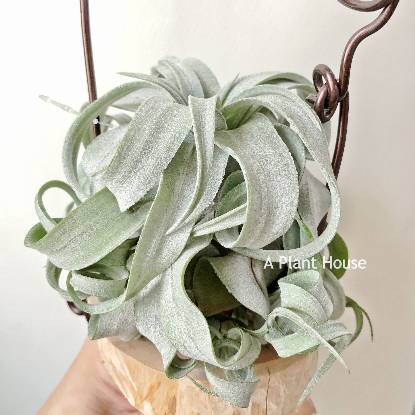 Tillandsia Streptophylla