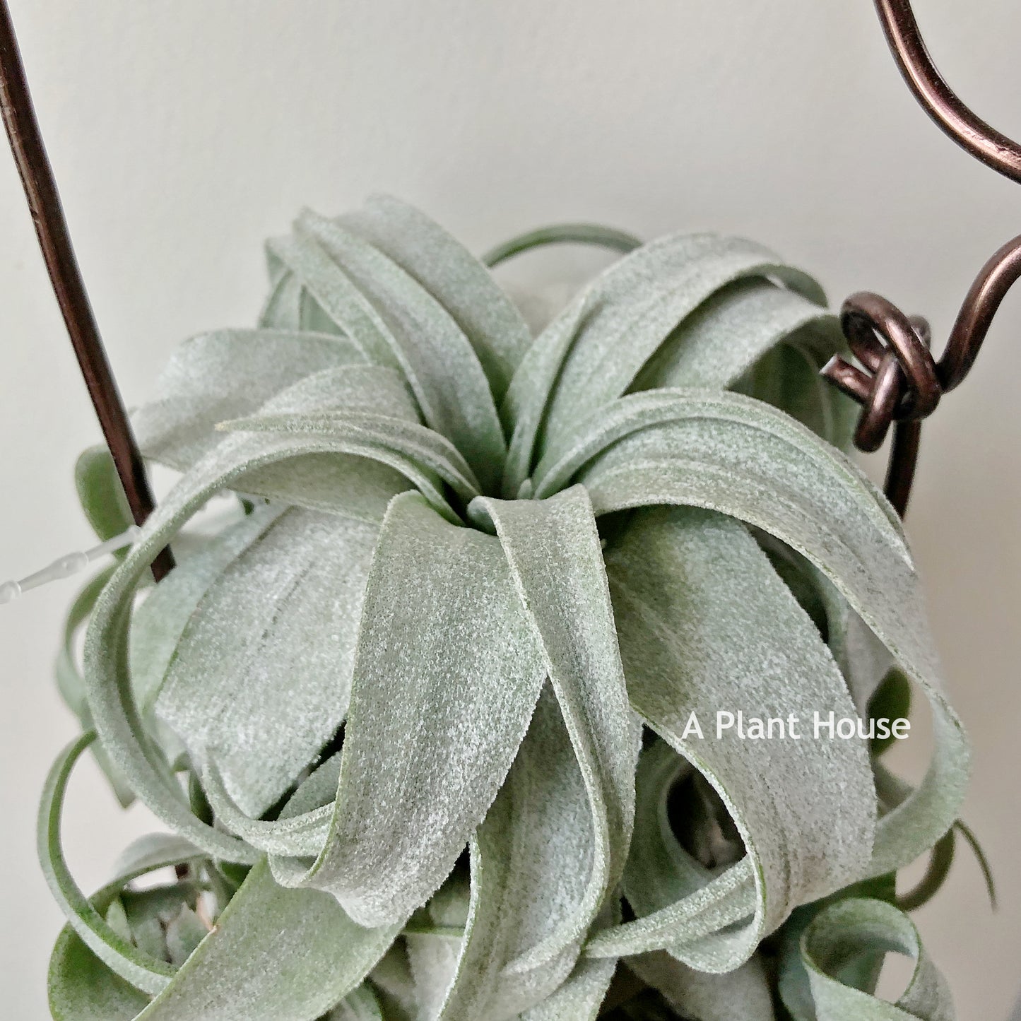 Tillandsia Streptophylla