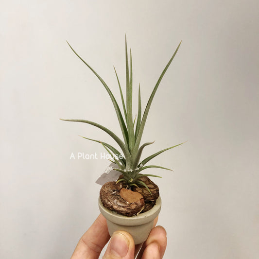 Tillandsia Roland-Gosselinii x Balieyi