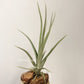 Tillandsia Roland-Gosselinii x Balieyi