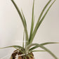 Tillandsia Roland-Gosselinii x Balieyi