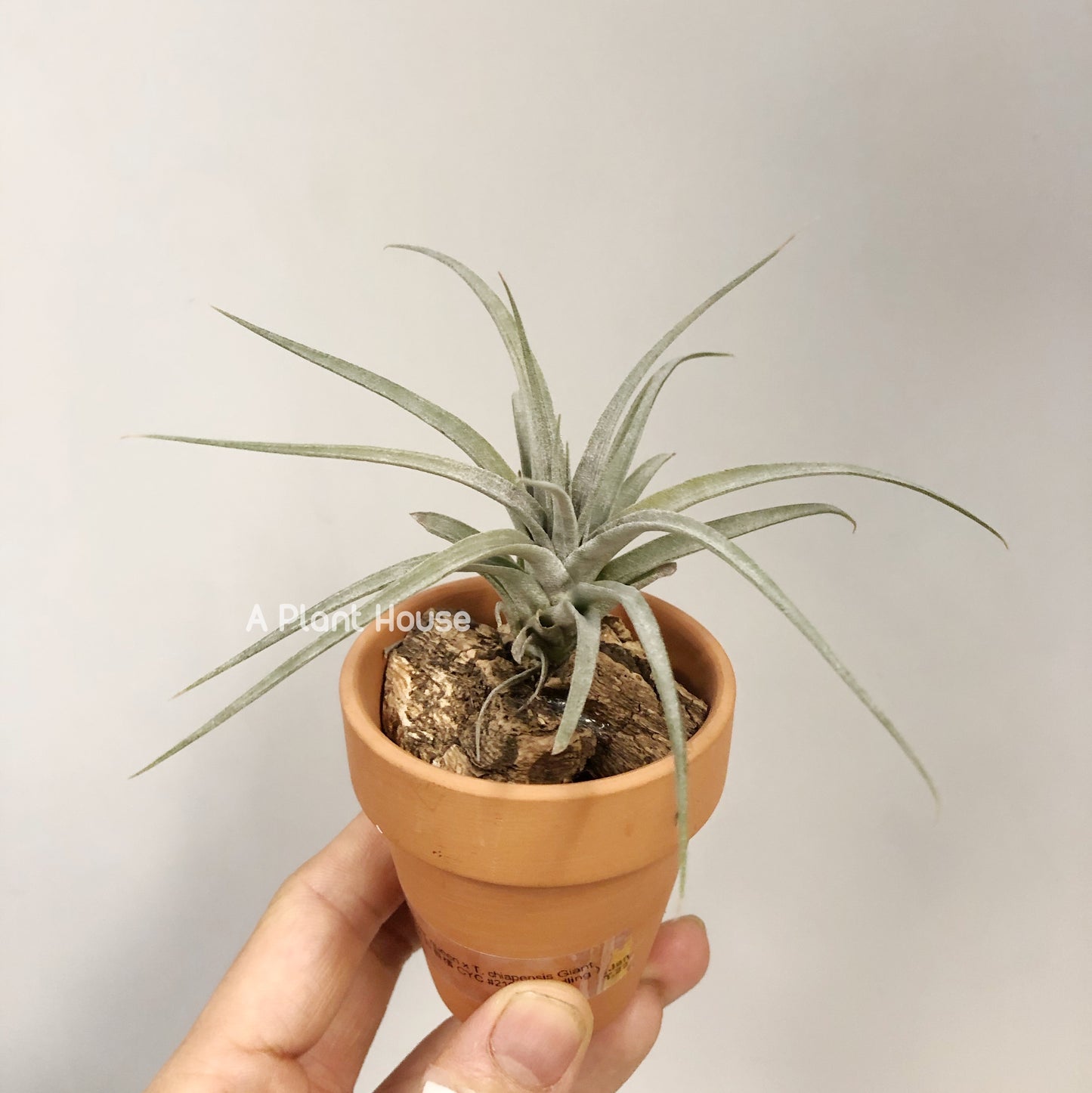 Tillandsia Sliver Queen x Chiapensis Giant(Not For Sales)