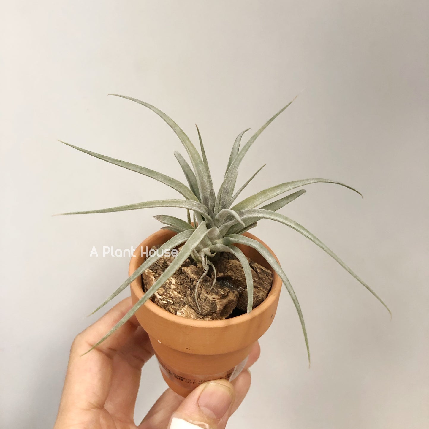 Tillandsia Sliver Queen x Chiapensis Giant(Not For Sales)