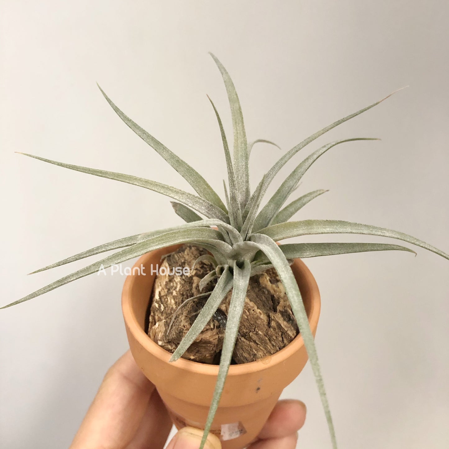 Tillandsia Sliver Queen x Chiapensis Giant(Not For Sales)