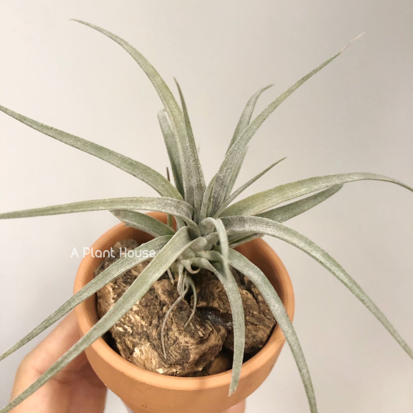 Tillandsia Sliver Queen x Chiapensis Giant(Not For Sales)