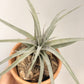 Tillandsia Sliver Queen x Chiapensis Giant(Not For Sales)