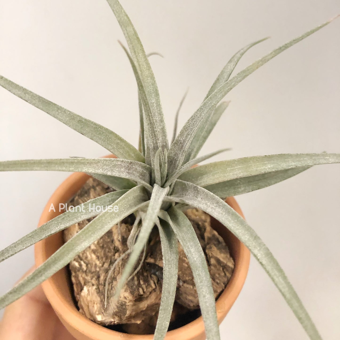 Tillandsia Sliver Queen x Chiapensis Giant(Not For Sales)