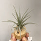 Tillandsia Mima V.Chilitensis