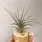Tillandsia Mima V.Chilitensis
