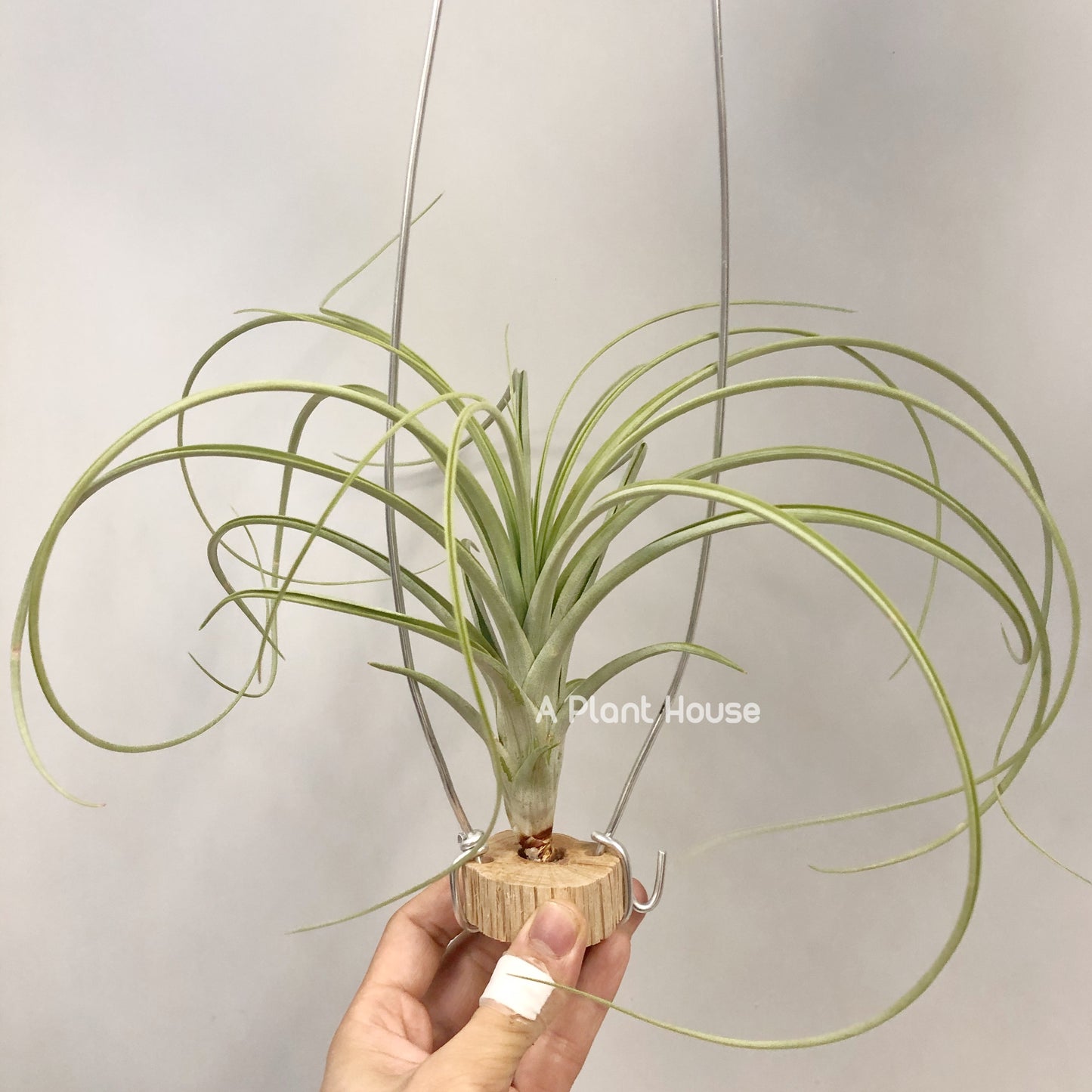 Tillandsia Wispy