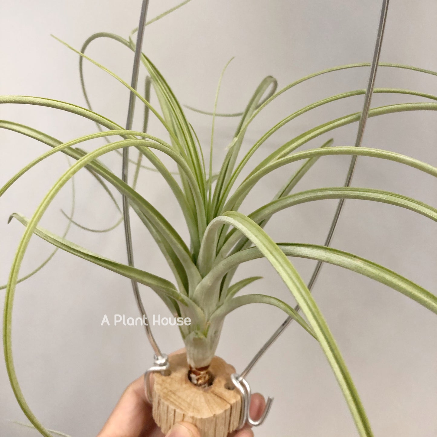 Tillandsia Wispy