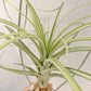 Tillandsia Wispy