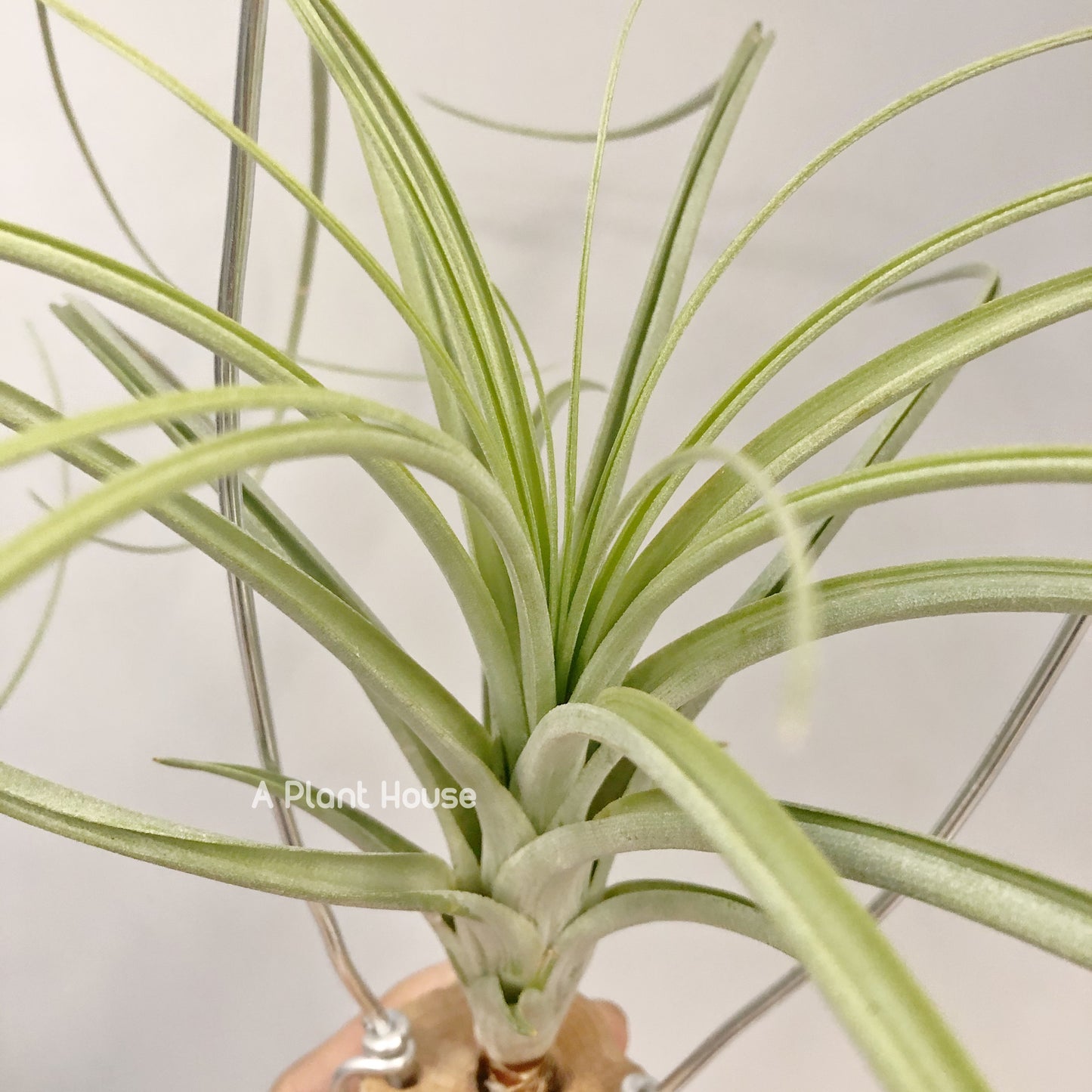 Tillandsia Wispy