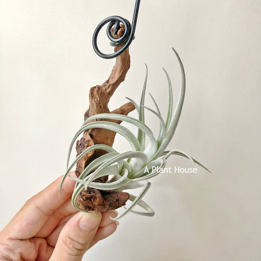 Tillandsia Lorentziana Forme 1