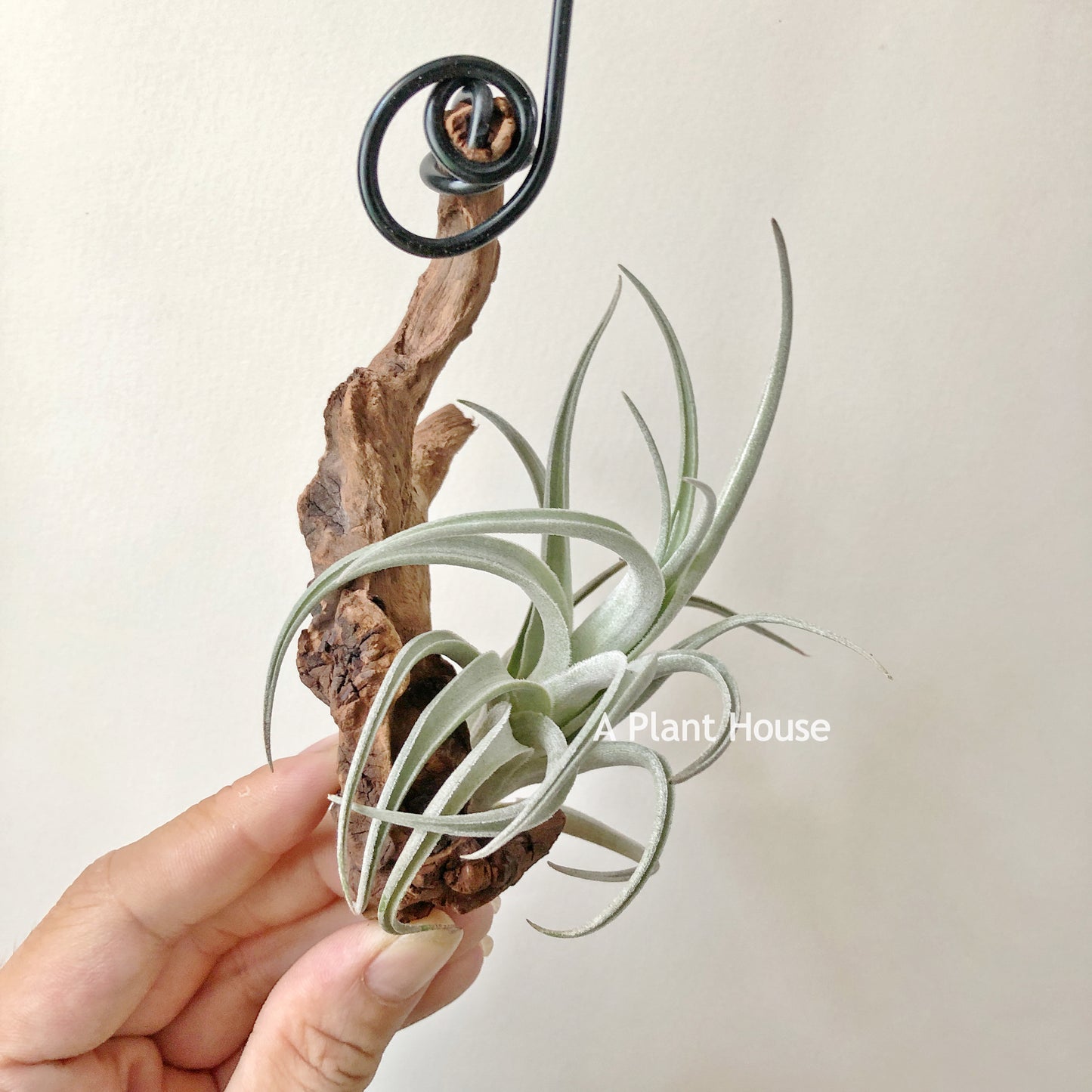 Tillandsia Lorentziana Forme 1