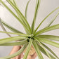 Tillandsia Wispy