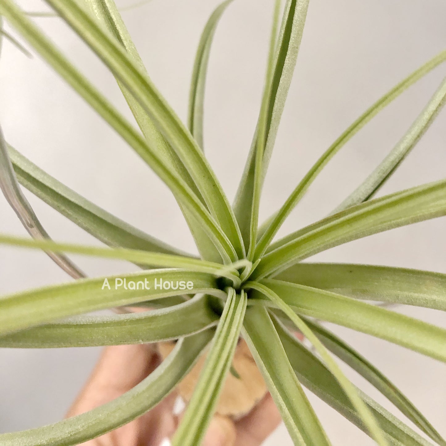 Tillandsia Wispy