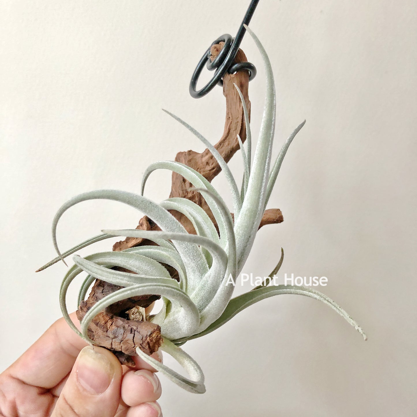 Tillandsia Lorentziana Forme 1