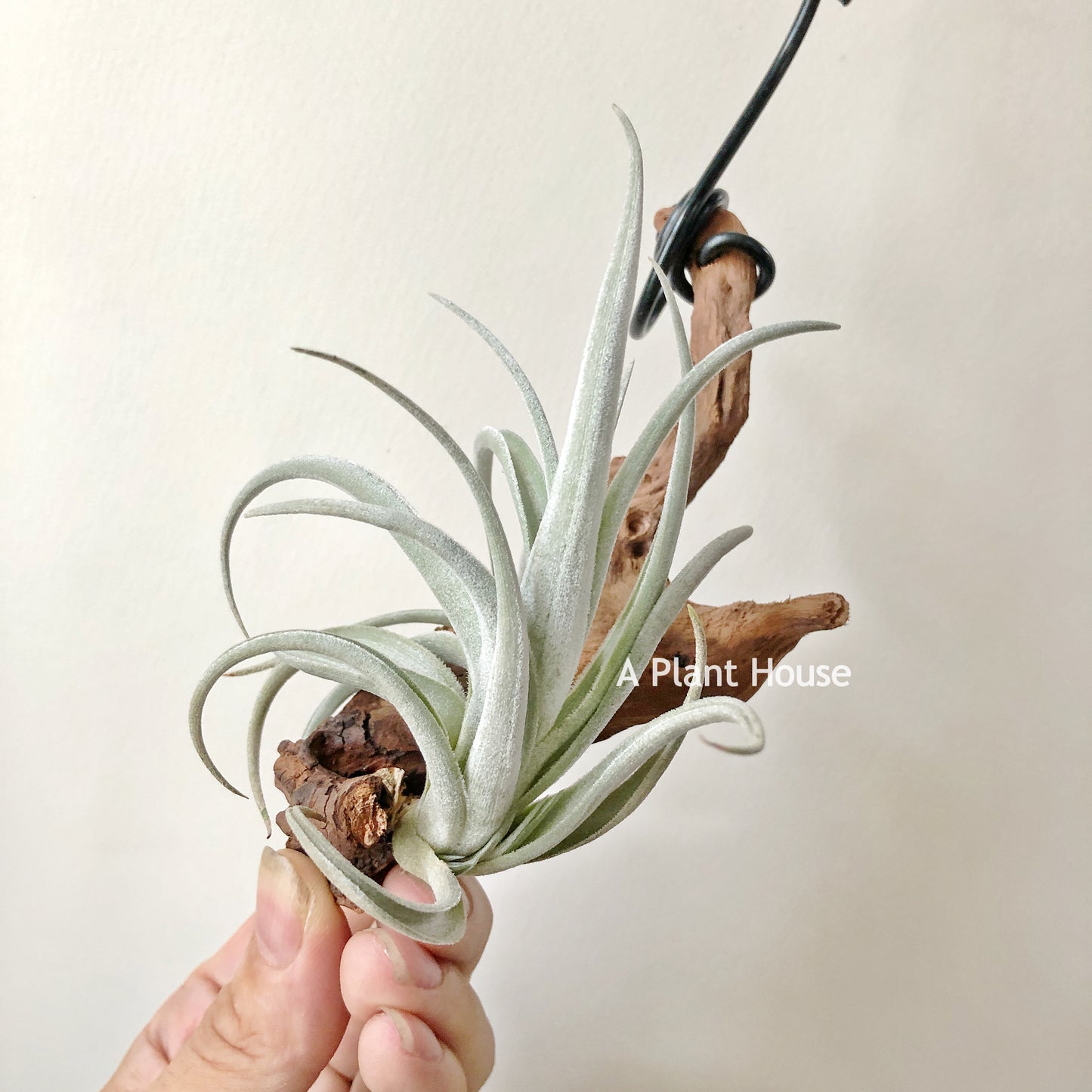 Tillandsia Lorentziana Forme 1