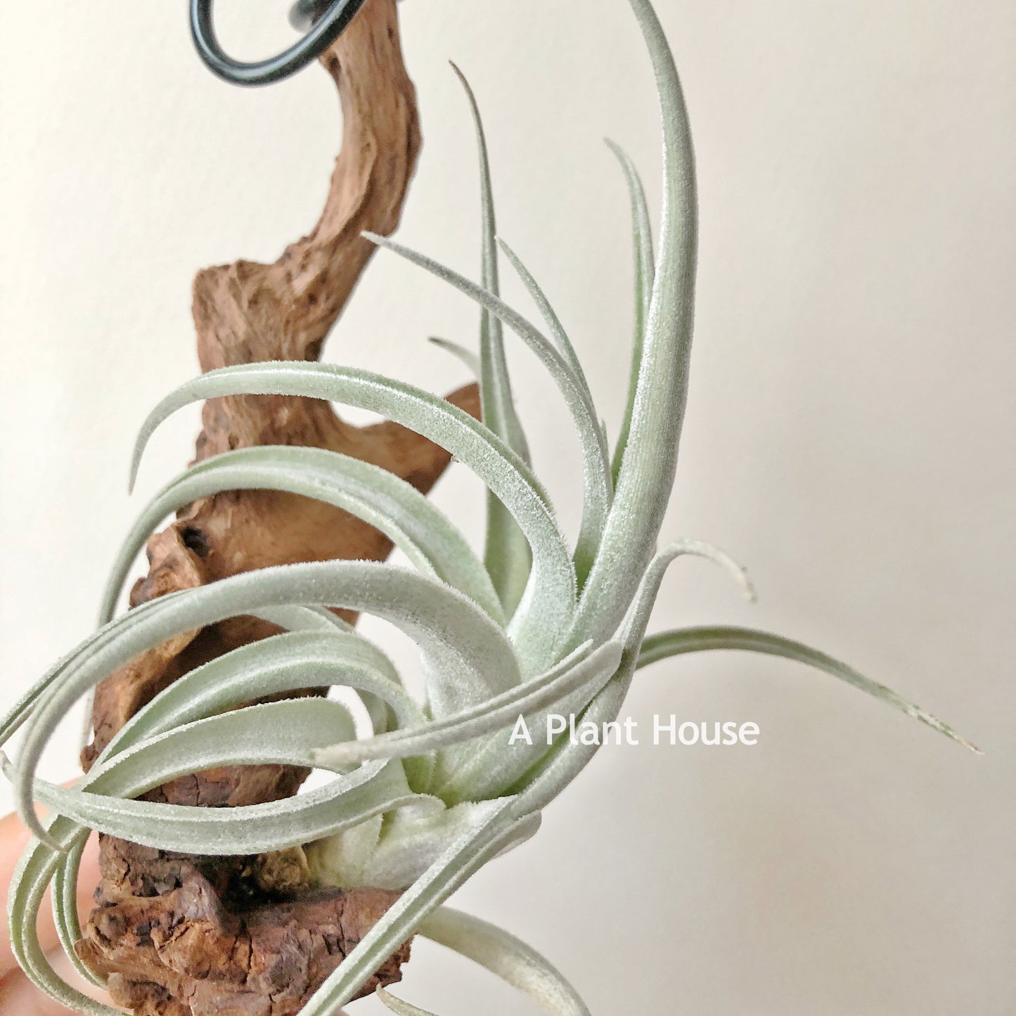 Tillandsia Lorentziana Forme 1