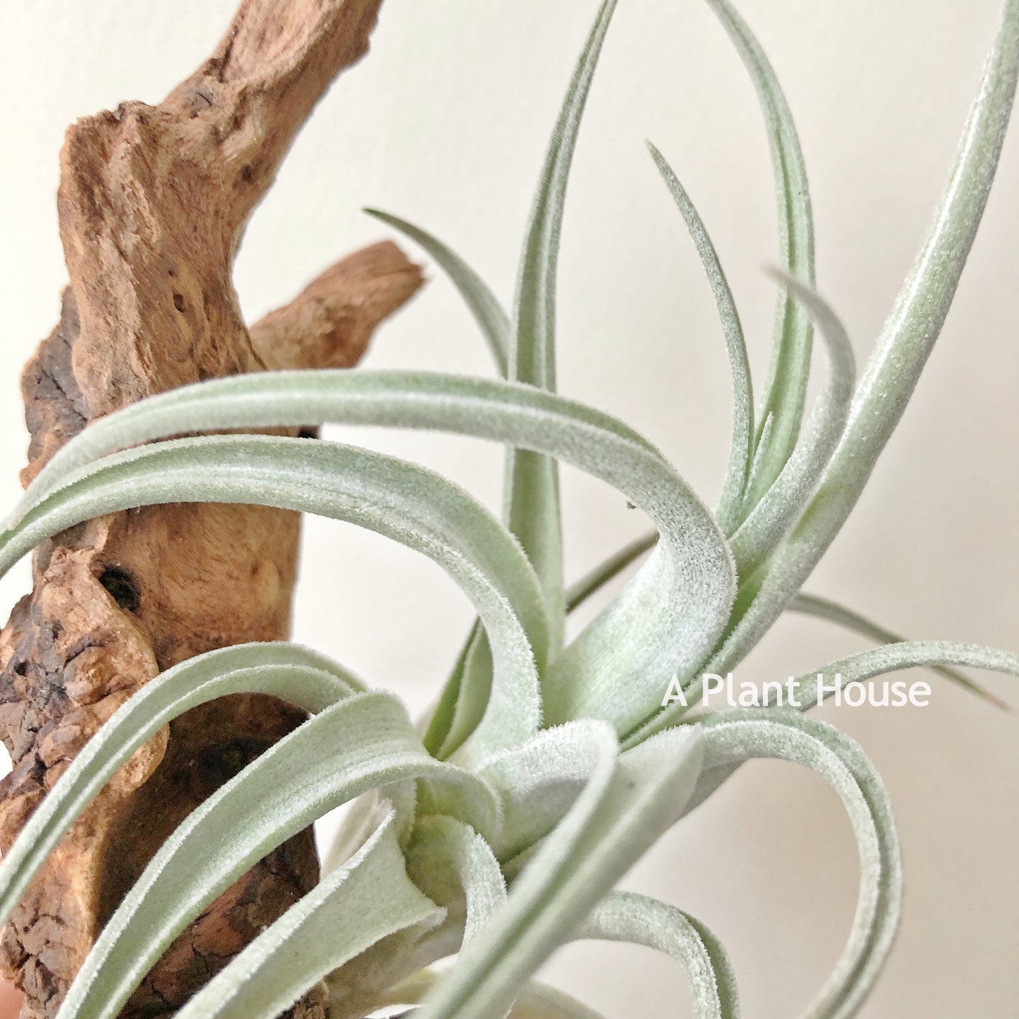 Tillandsia Lorentziana Forme 1