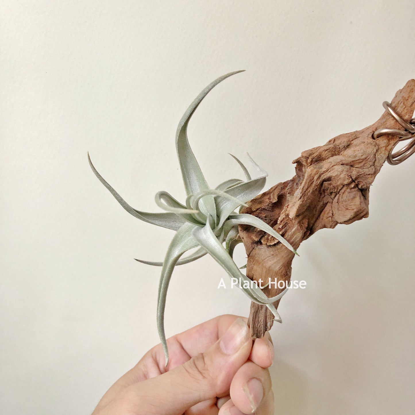 Tillandsia Xiphioides Forme Poilue