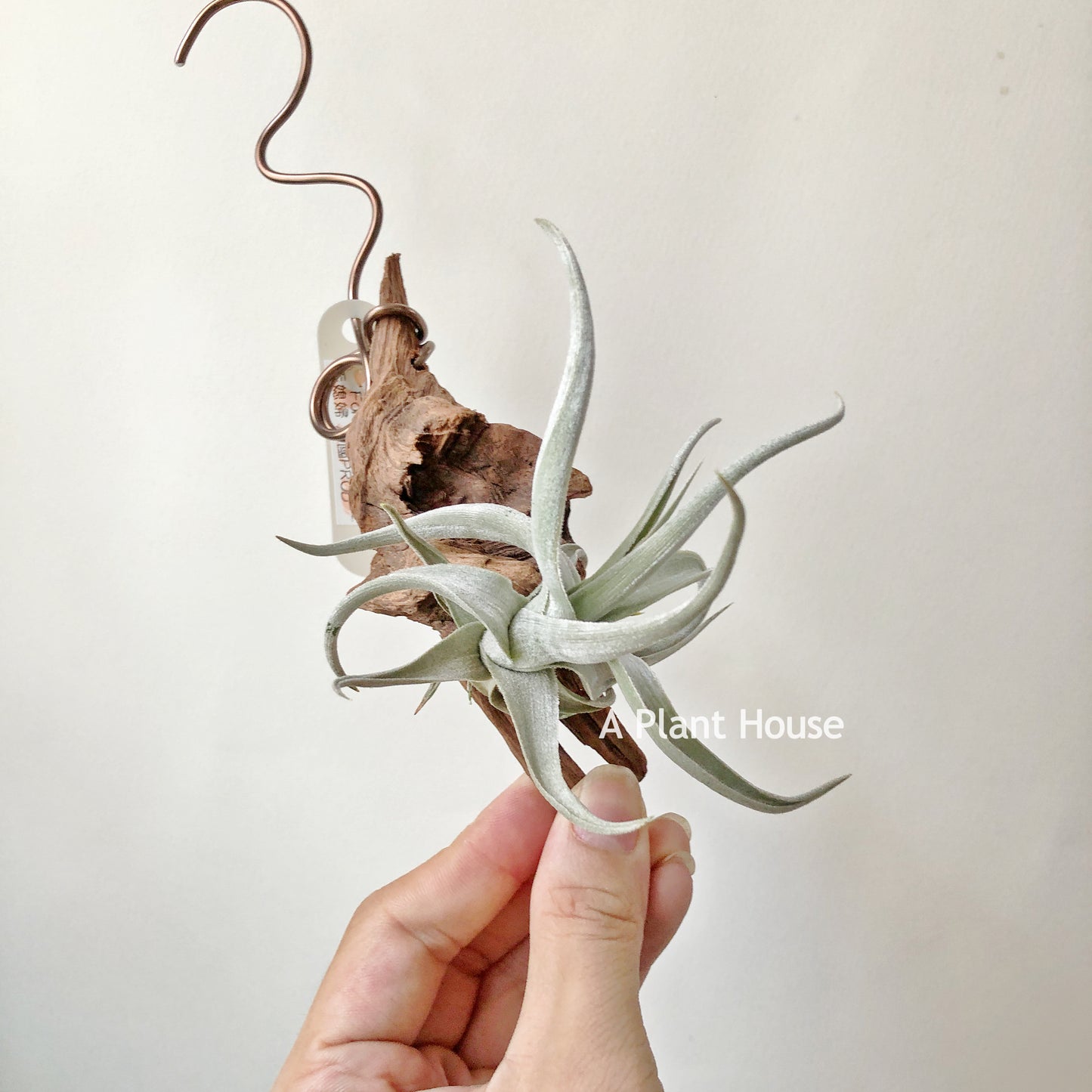 Tillandsia Xiphioides Forme Poilue