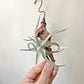 Tillandsia Xiphioides Forme Poilue