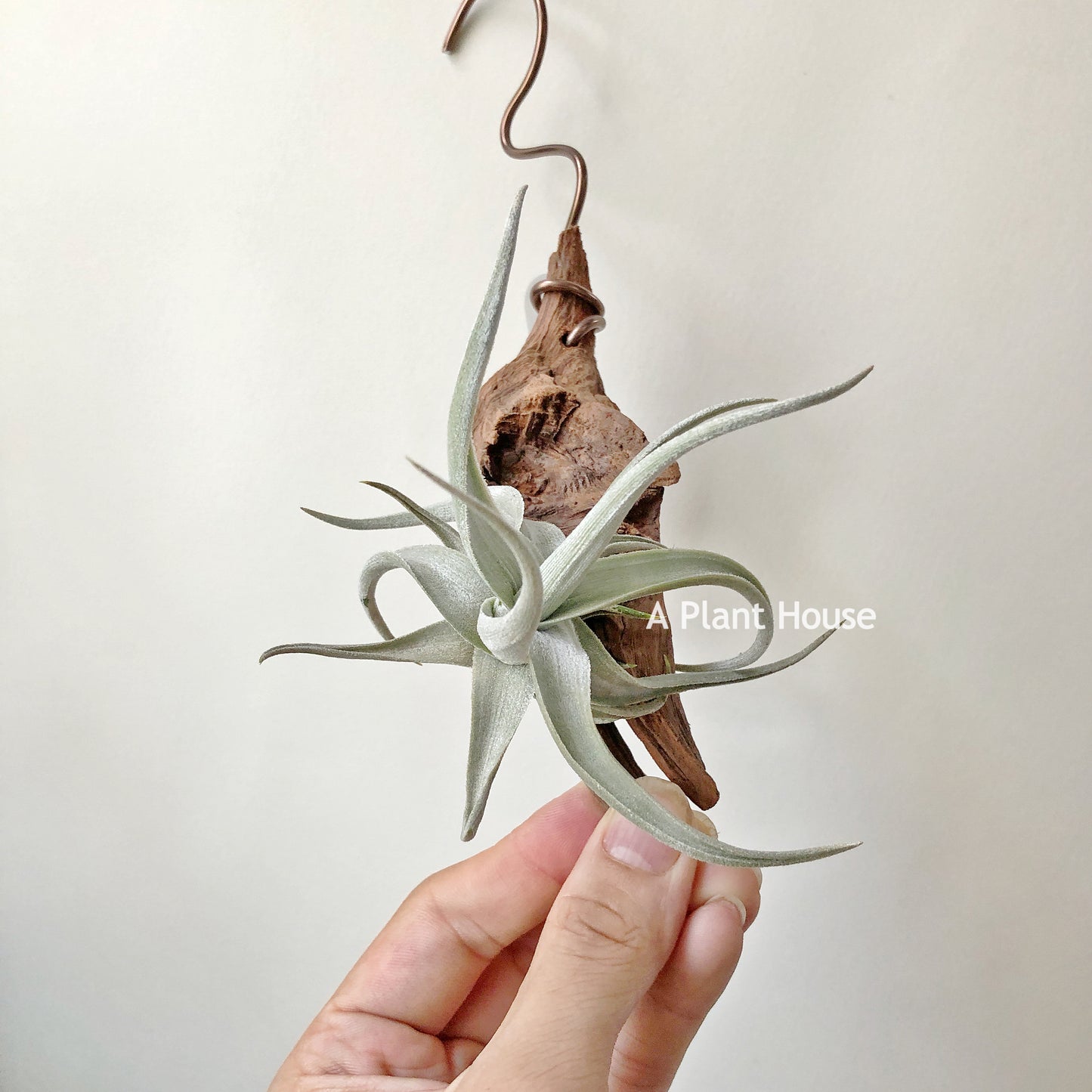 Tillandsia Xiphioides Forme Poilue