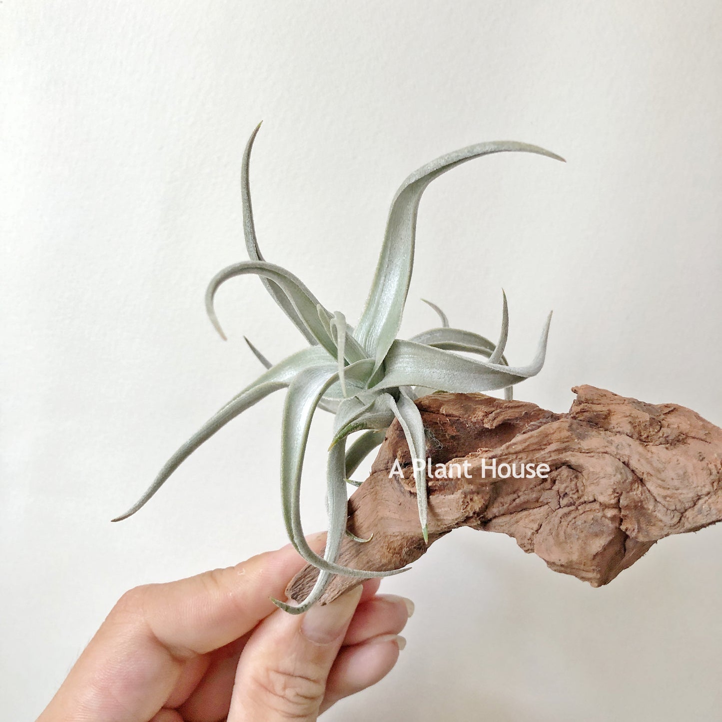 Tillandsia Xiphioides Forme Poilue