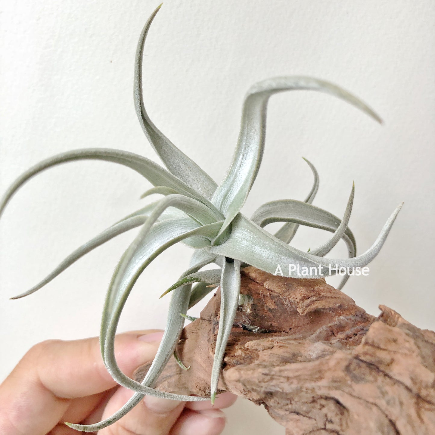 Tillandsia Xiphioides Forme Poilue