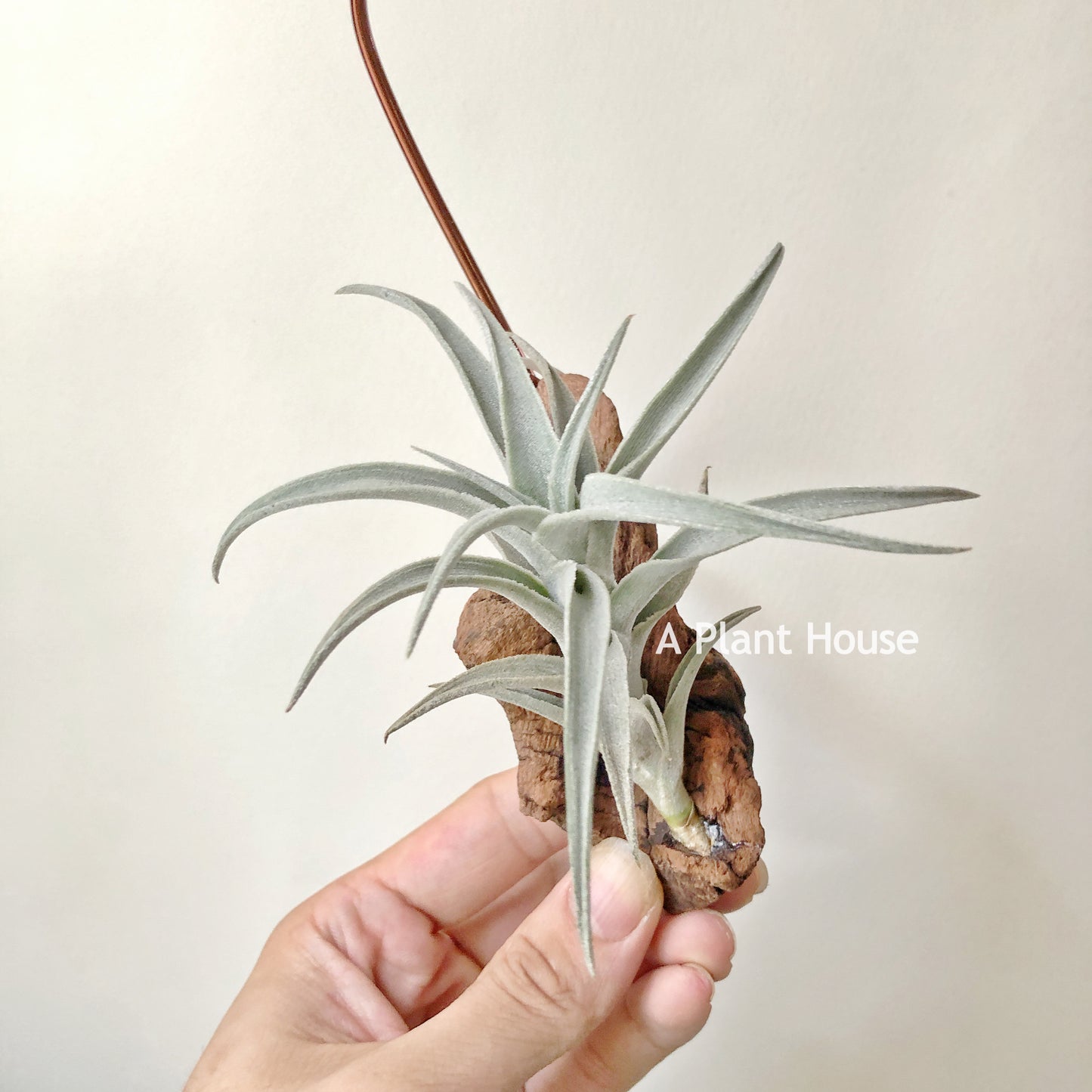 Tillandsia Edithae