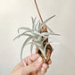 Tillandsia Edithae