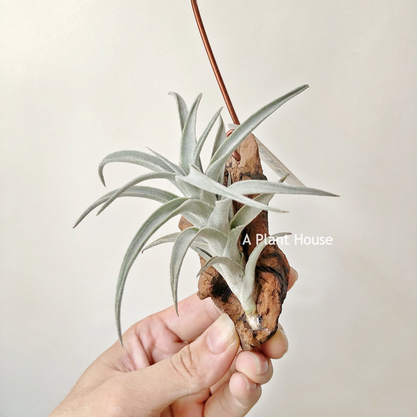 Tillandsia Edithae