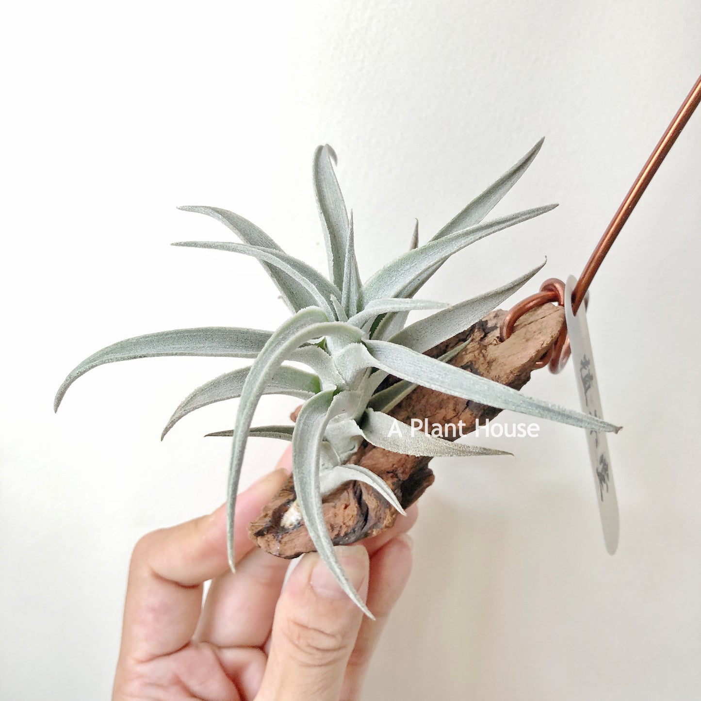 Tillandsia Edithae