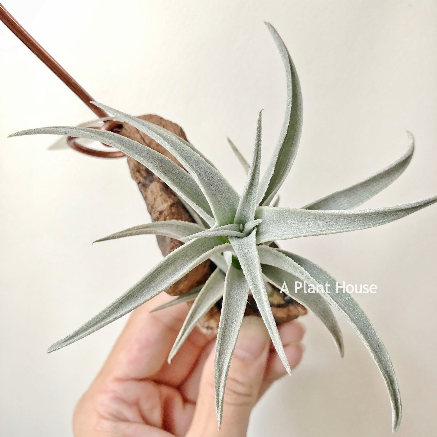 Tillandsia Edithae