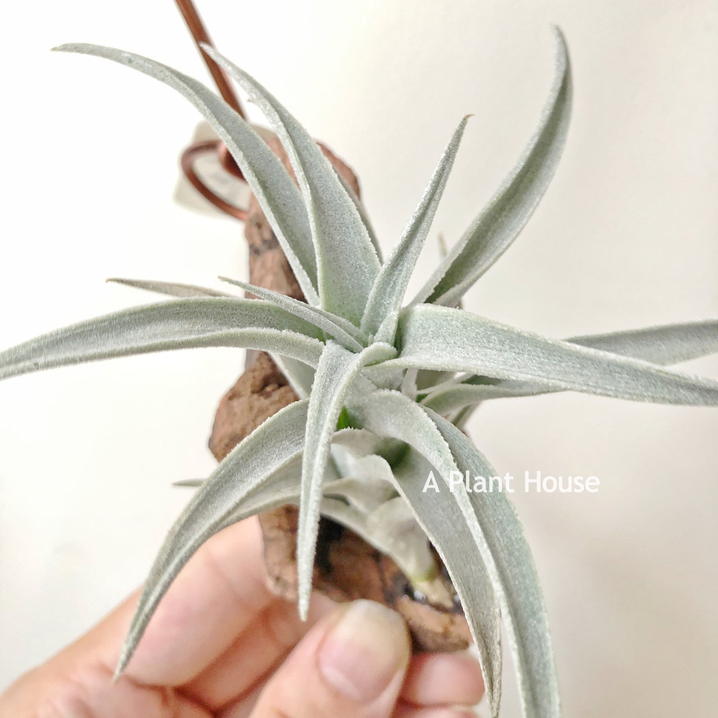 Tillandsia Edithae