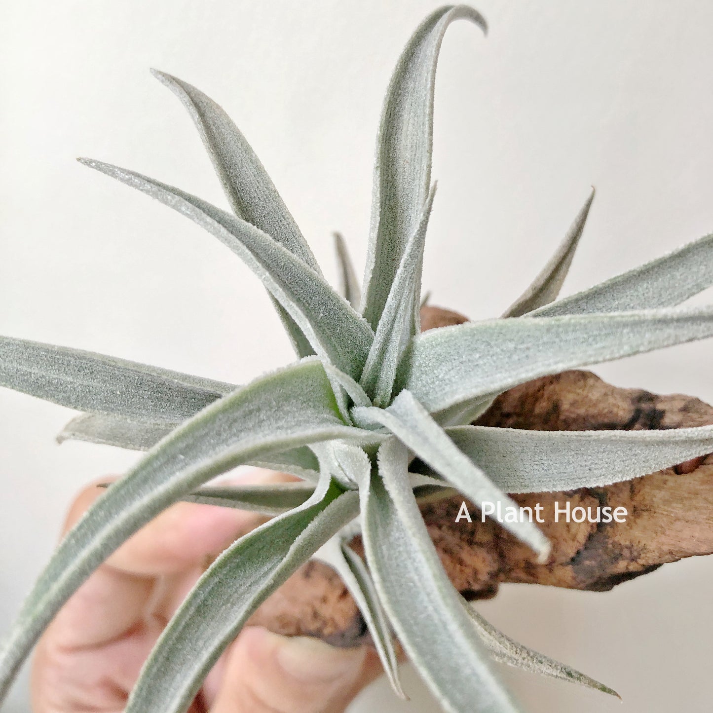 Tillandsia Edithae