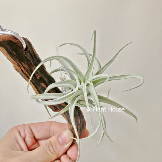 Tillandsia Recurvifolia var. Subsecundifolia ‘Blood Orange’