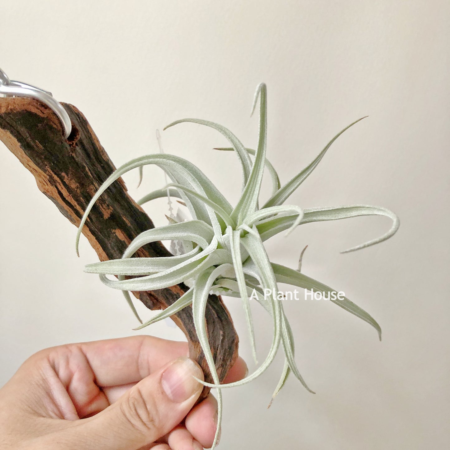 Tillandsia Recurvifolia var. Subsecundifolia ‘Blood Orange’