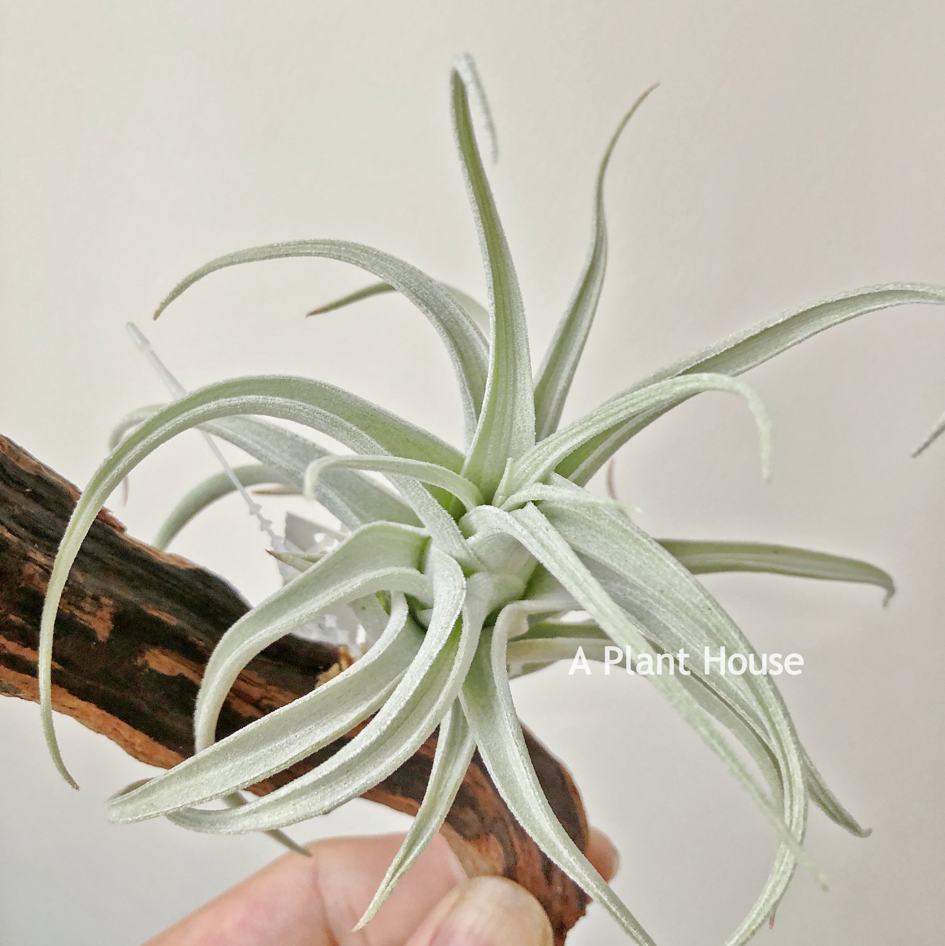 air plant 中文 Tillandsia Recurvifolia var. Subsecundifolia 'Blood Orange' – APlantHouse
