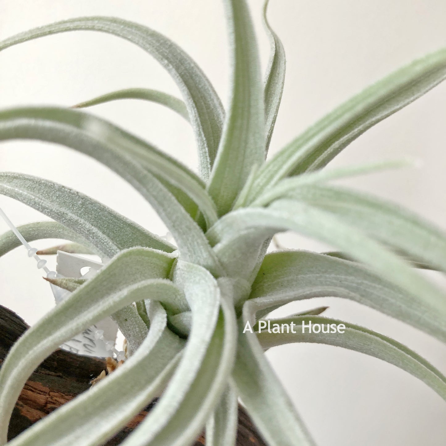 Tillandsia Recurvifolia var. Subsecundifolia ‘Blood Orange’