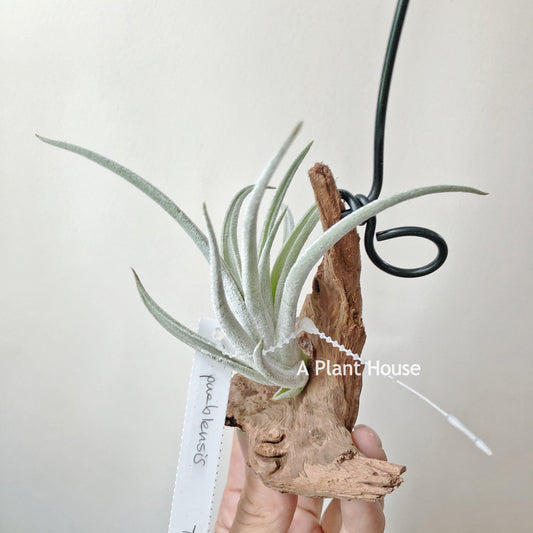 Tillandsia Pueblensis