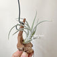Tillandsia Pueblensis