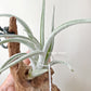 Tillandsia Pueblensis