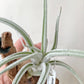 Tillandsia Pueblensis