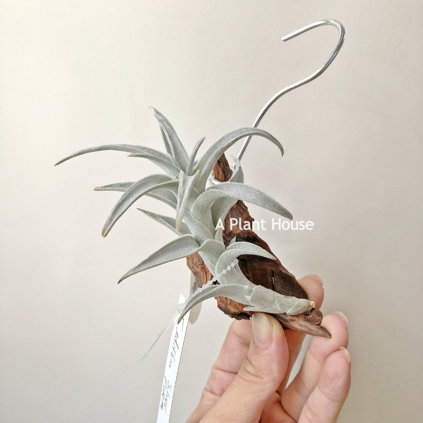 Tillandsia Edithae Silver Form