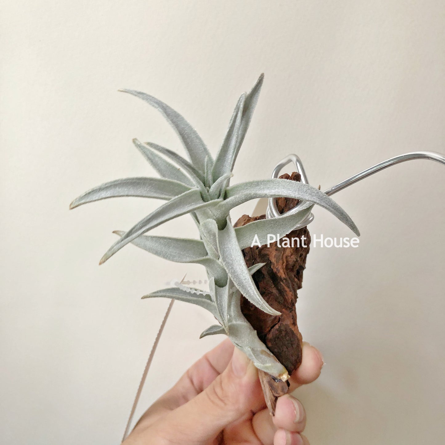 Tillandsia Edithae Silver Form