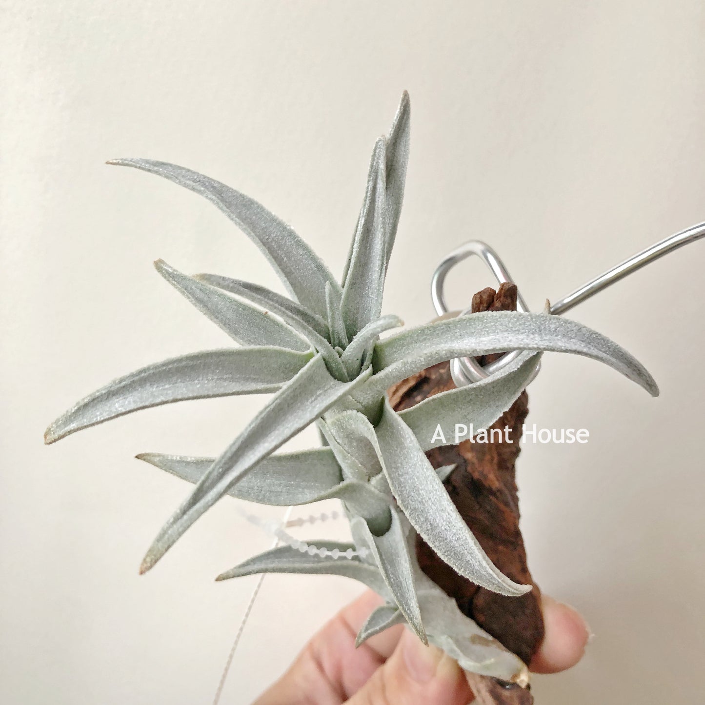 Tillandsia Edithae Silver Form